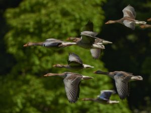 Life lessons from geese